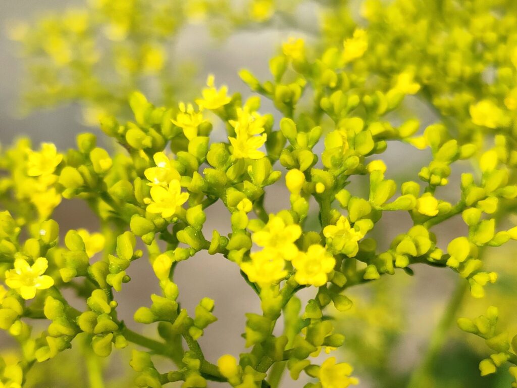 花言葉オミナエシ女郎花
