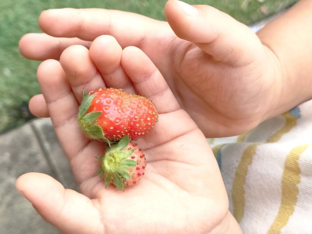 3歳児子どもと家庭菜園イチゴ