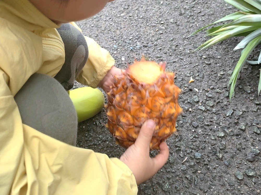 3歳児子どもと家庭菜園パイナップル