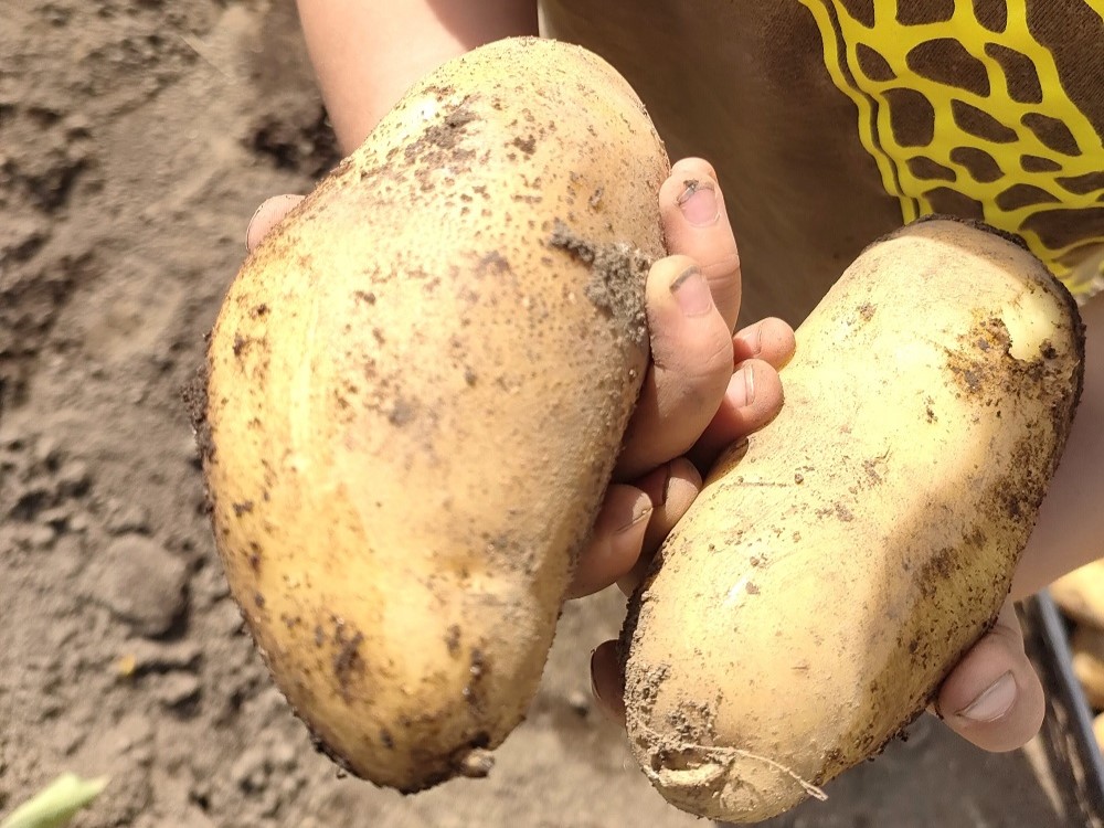 3歳児子どもと家庭菜園ジャガイモ