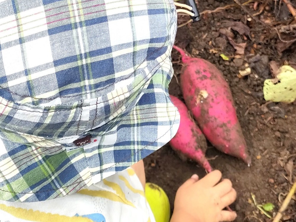 3歳児子どもと家庭菜園サツマイモ